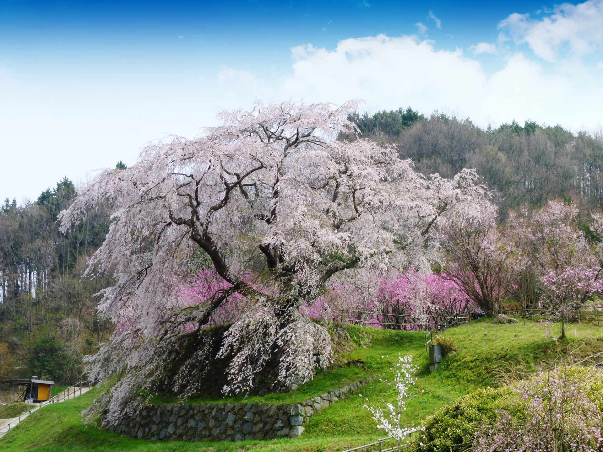 890147_m 奈良県  又兵衛桜(樹齢300年の美しい枝垂れ桜が咲く春におすすめのスポット! 写真の紹介、アクセス情報など)　