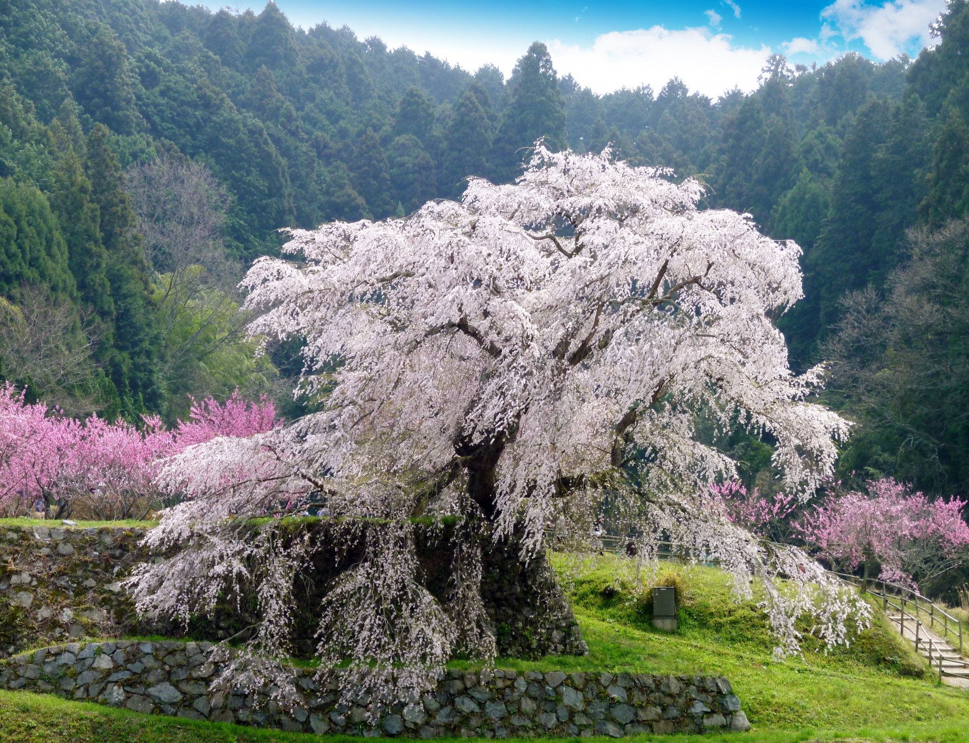890150_m 奈良県  又兵衛桜(樹齢300年の美しい枝垂れ桜が咲く春におすすめのスポット! 写真の紹介、アクセス情報や駐車場情報など)　
