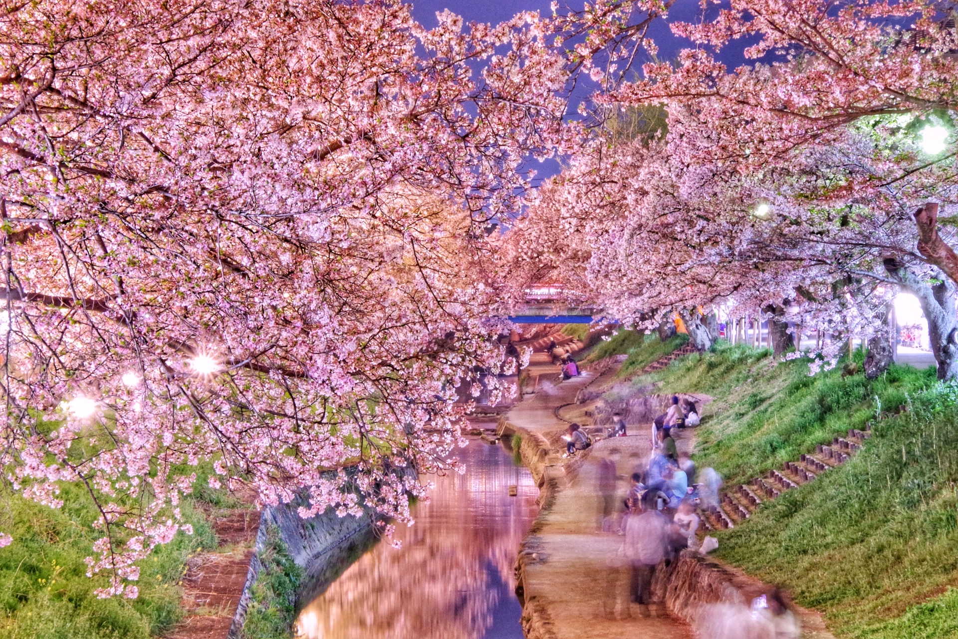 976269_m 奈良県  高田千本桜(桜並木が美しい近鉄沿線で人気の桜スポット! 写真の紹介、アクセス情報など)　