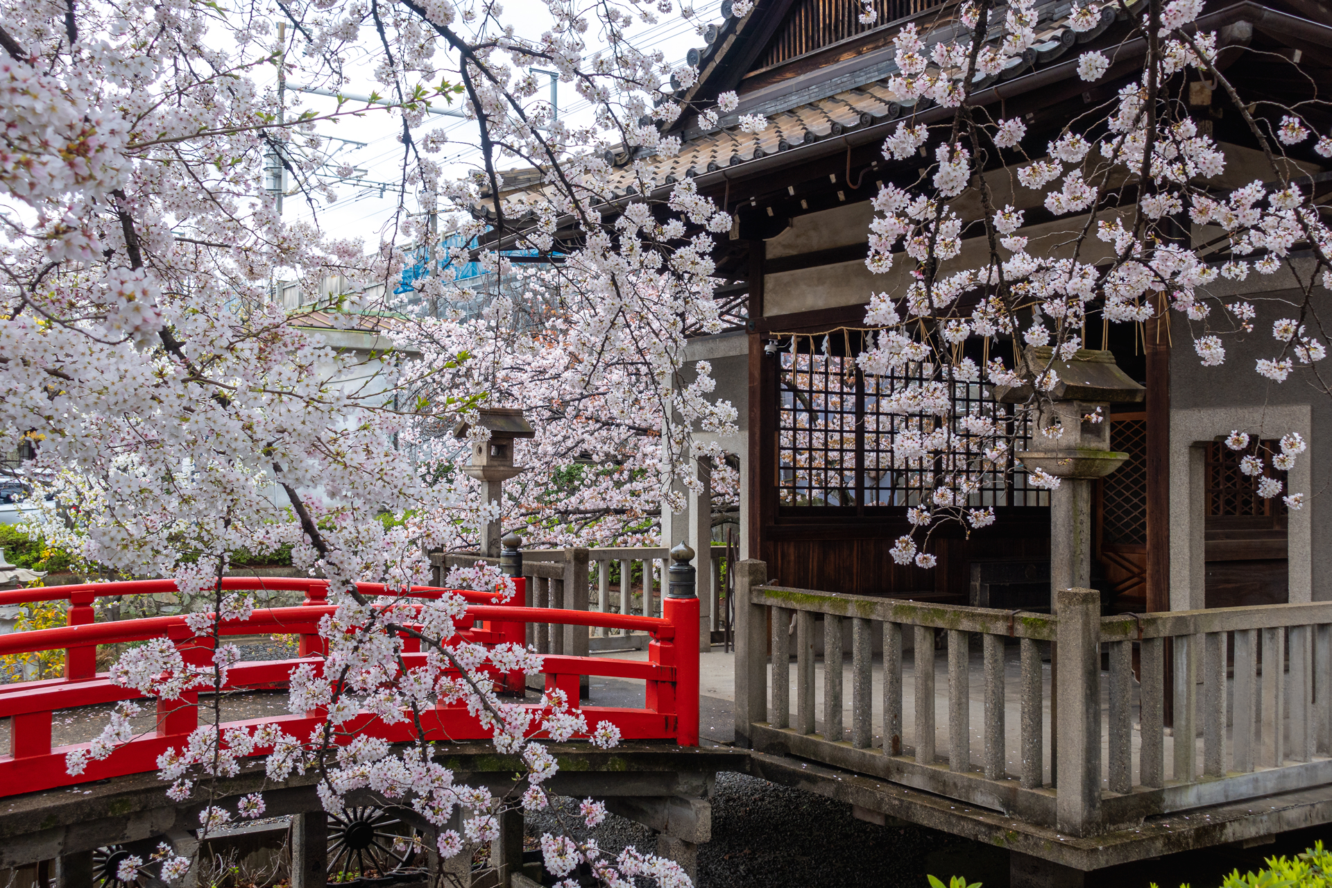 DSC05242 京都府 六孫王神社(桜と灯籠の景色が美しい春におすすめ写真スポット! 撮影した写真の紹介、アクセス情報など)