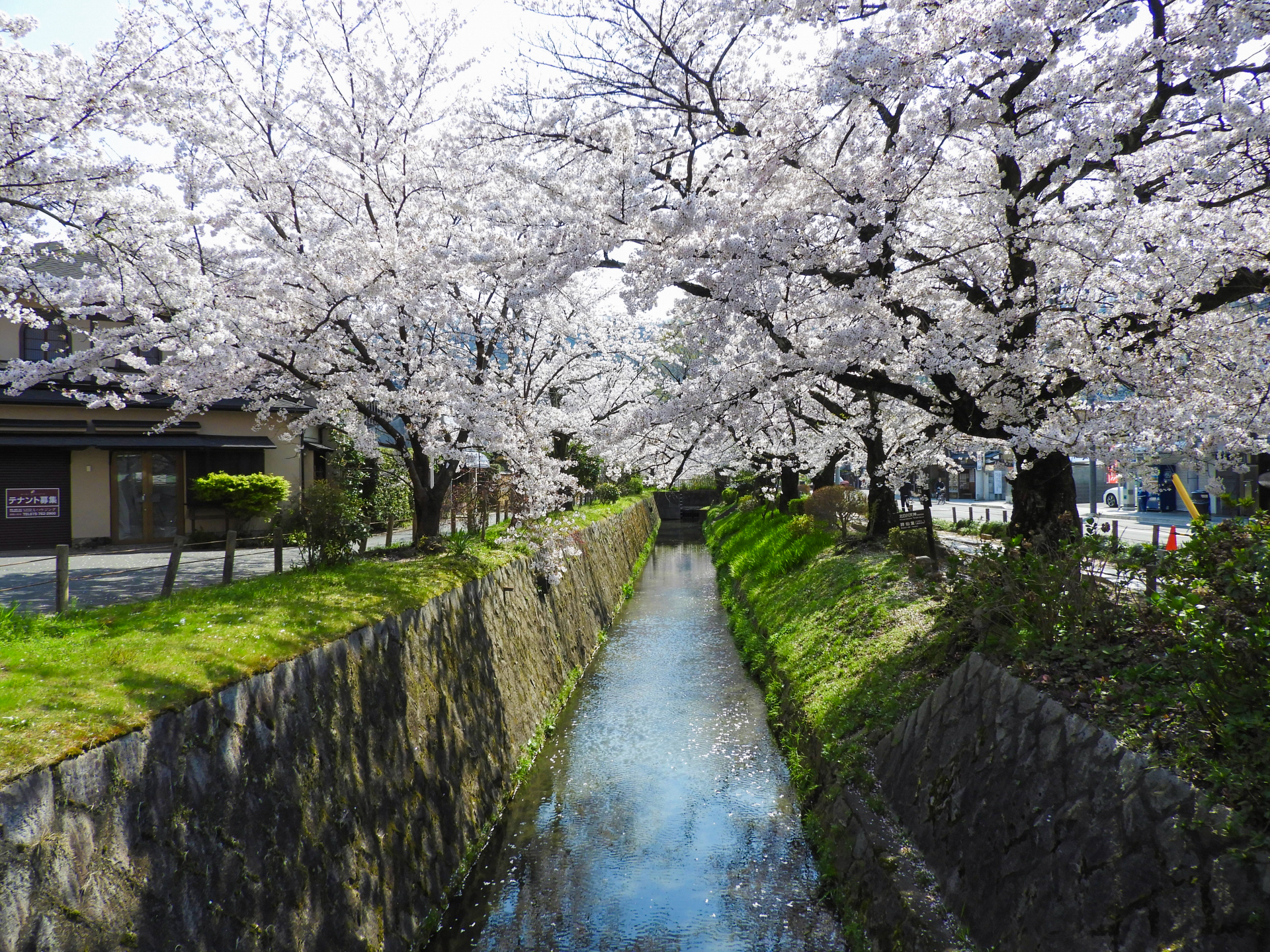 3718760_m 京都府 哲学の道(疎水沿いに咲く桜の並木道が美しい春におすすめ写真スポット! 写真の紹介、アクセス情報など)