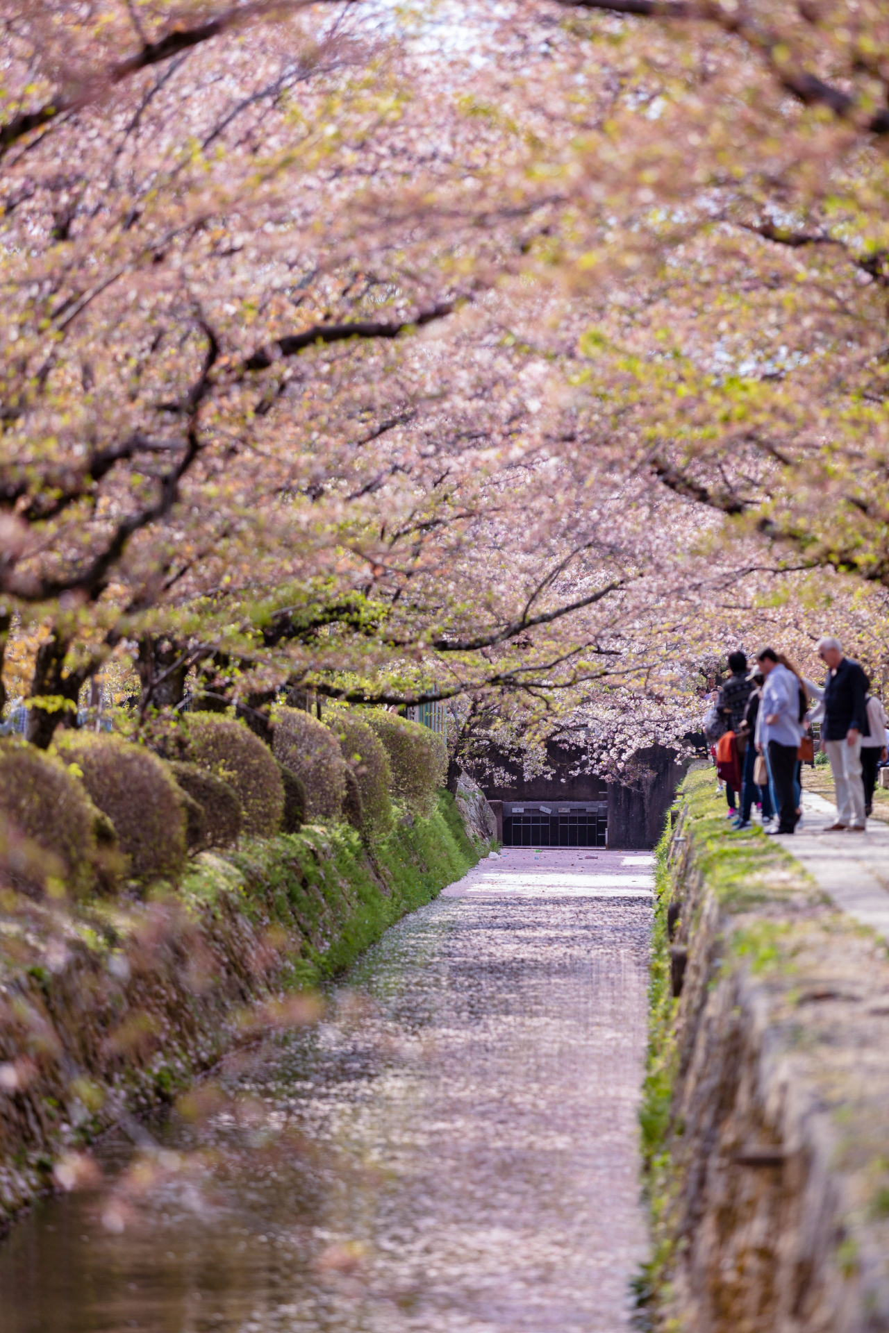 3963384_m 京都府 哲学の道(疎水沿いに咲く桜の並木道が美しい春におすすめ写真スポット! 写真の紹介、アクセス情報など)