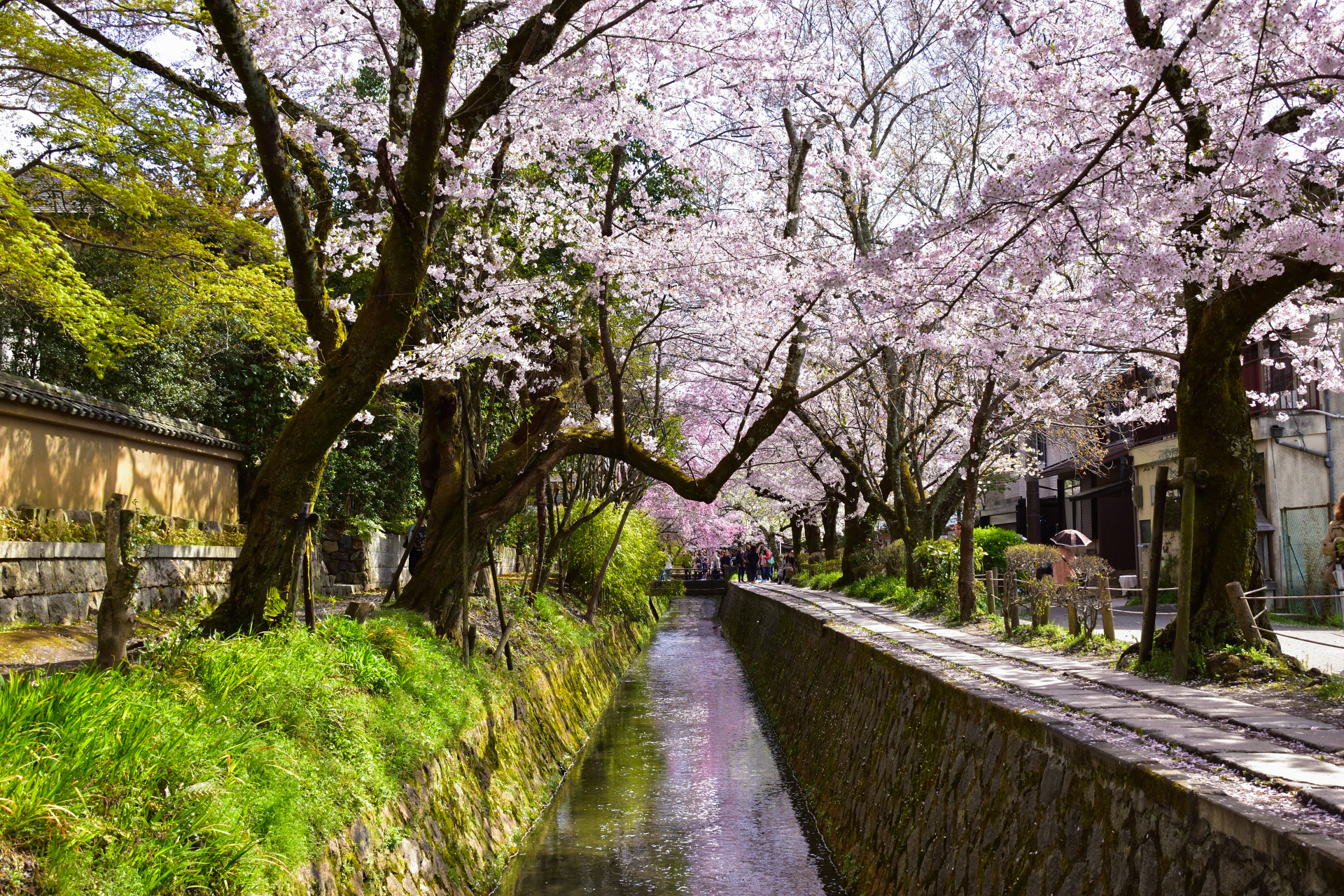 969751_m 京都府 哲学の道(疎水沿いに咲く桜の並木道が美しい春におすすめ写真スポット! 写真の紹介、アクセス情報など)