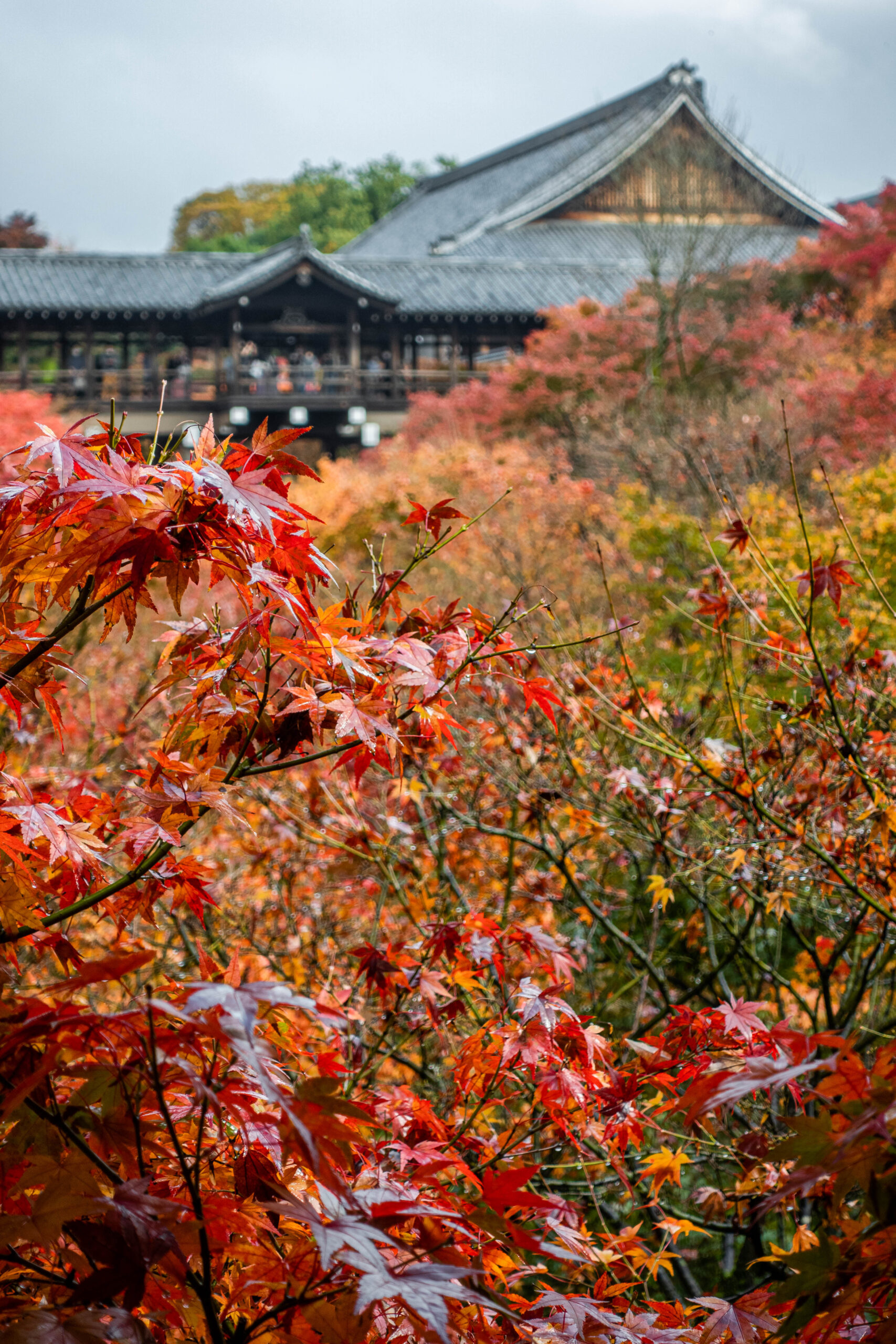 DSC01038-scaled 京都  東福寺(通天橋から眺める紅葉景色が人気のスポット!撮影した写真の紹介、アクセス情報など)