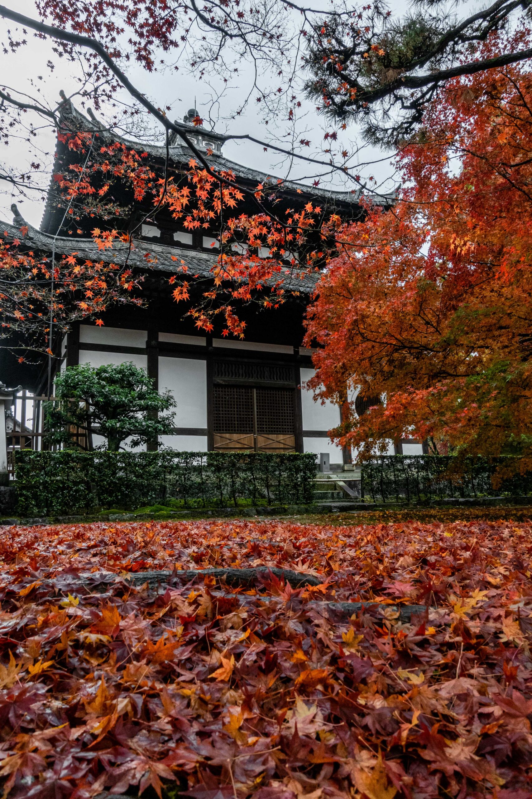 DSC01102-scaled 京都  東福寺(通天橋から眺める紅葉景色が人気のスポット!撮影した写真の紹介、アクセス情報など)