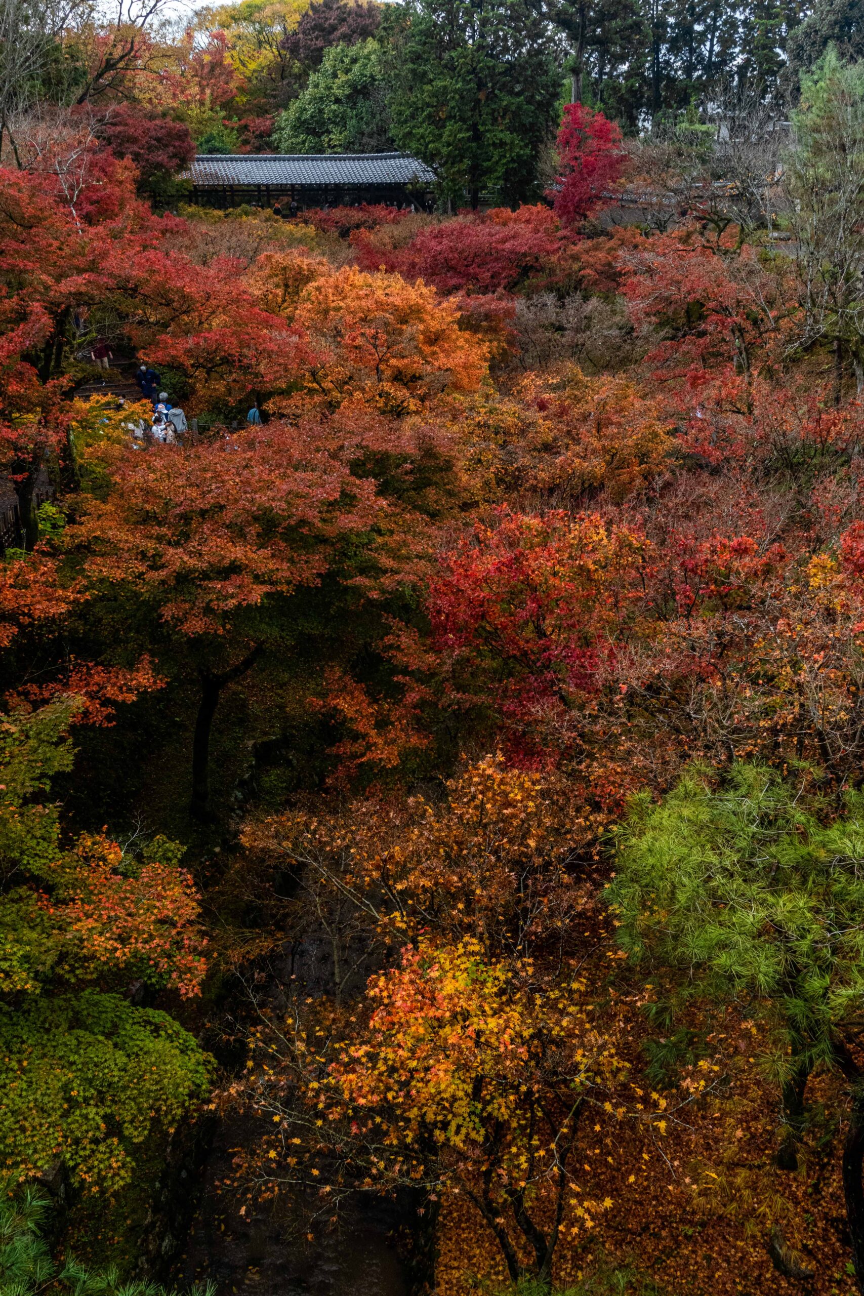 DSC01178-scaled 京都  東福寺(通天橋から眺める紅葉景色が人気のスポット!撮影した写真の紹介、アクセス情報など)