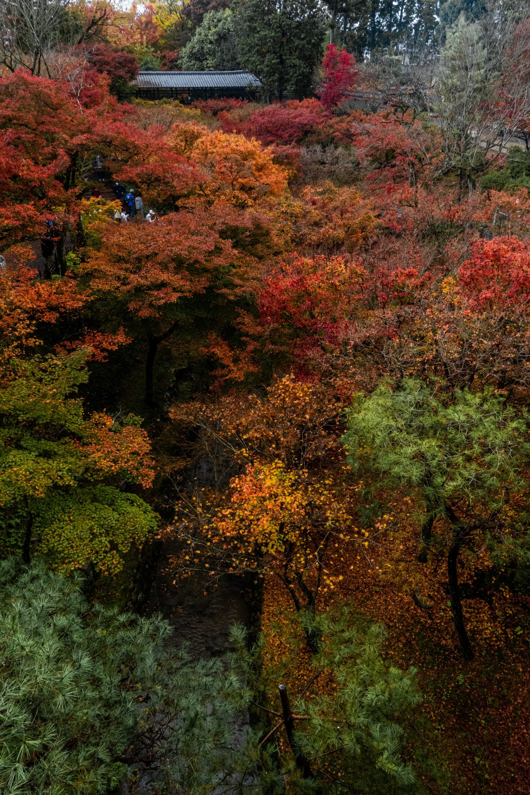 DSC01180-scaled 京都  東福寺(通天橋から眺める紅葉景色が人気のスポット!撮影した写真の紹介、アクセス情報など)