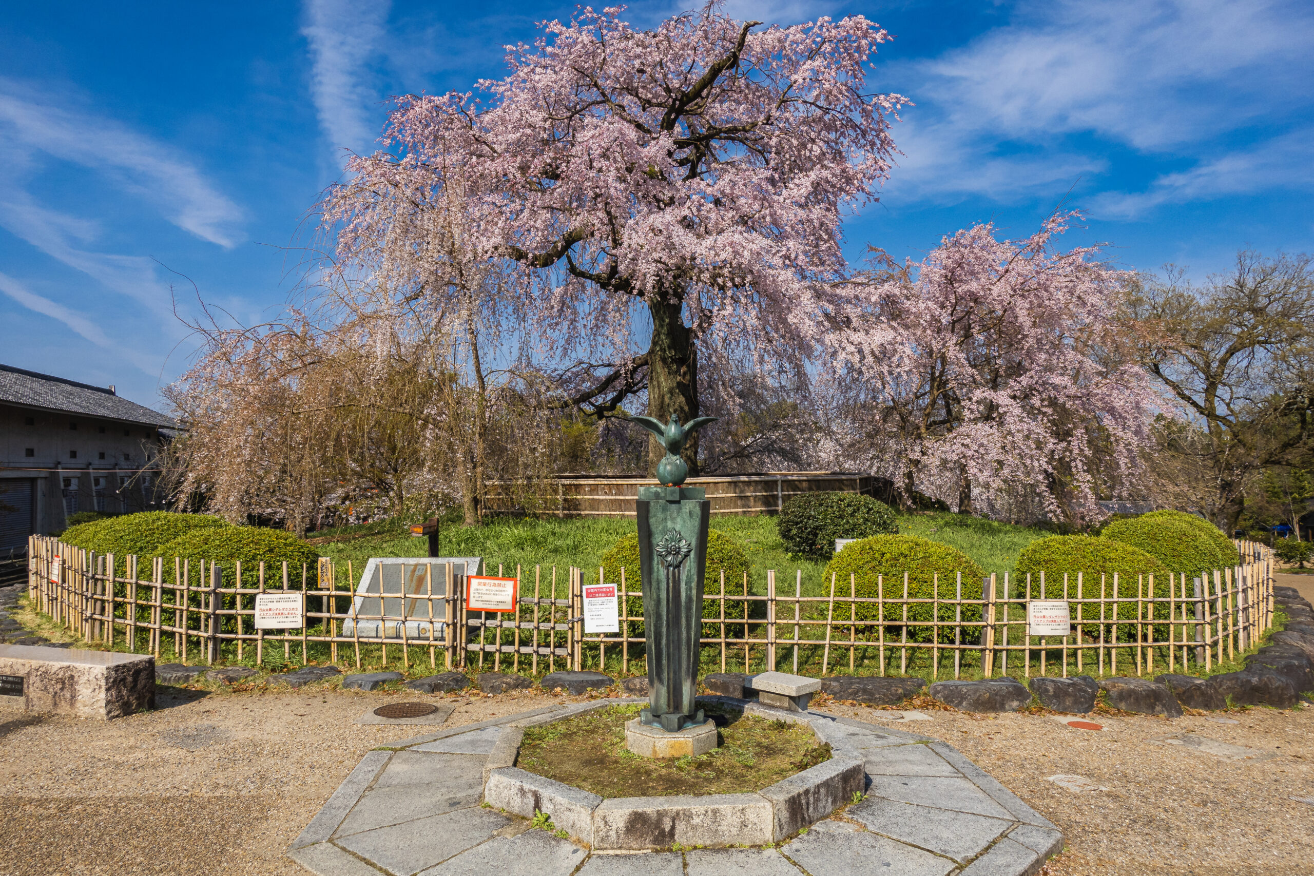 DSC04640-scaled 京都府 円山公園(祇園しだれ桜が美しい春におすすめの写真スポット！写真の紹介、アクセス情報など)