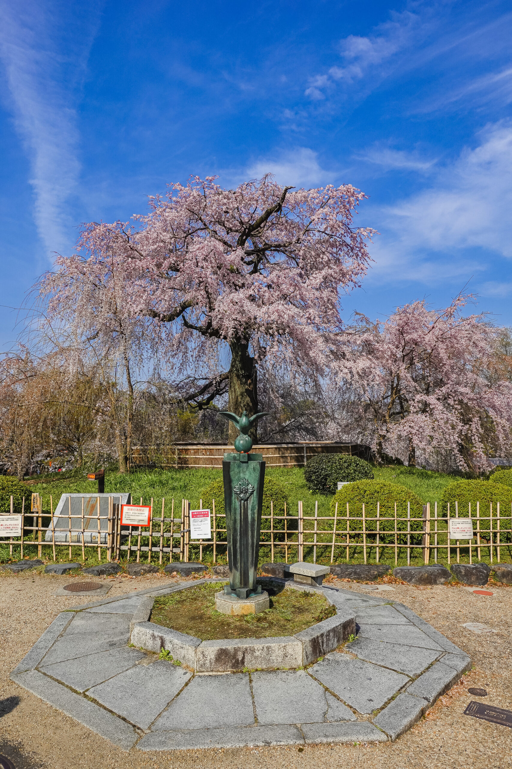 DSC04642-scaled 京都府 円山公園(祇園しだれ桜が美しい春におすすめの写真スポット！写真の紹介、アクセス情報など)