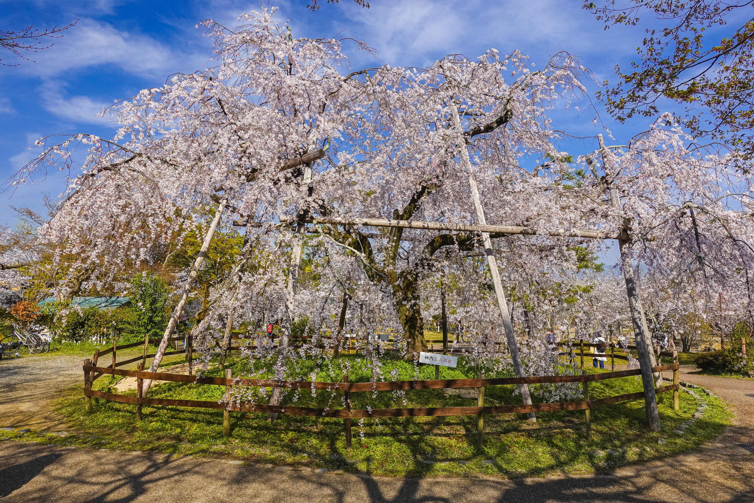 DSC04648-scaled 京都府 円山公園(祇園しだれ桜が美しい春におすすめの写真スポット！写真の紹介、アクセス情報など)