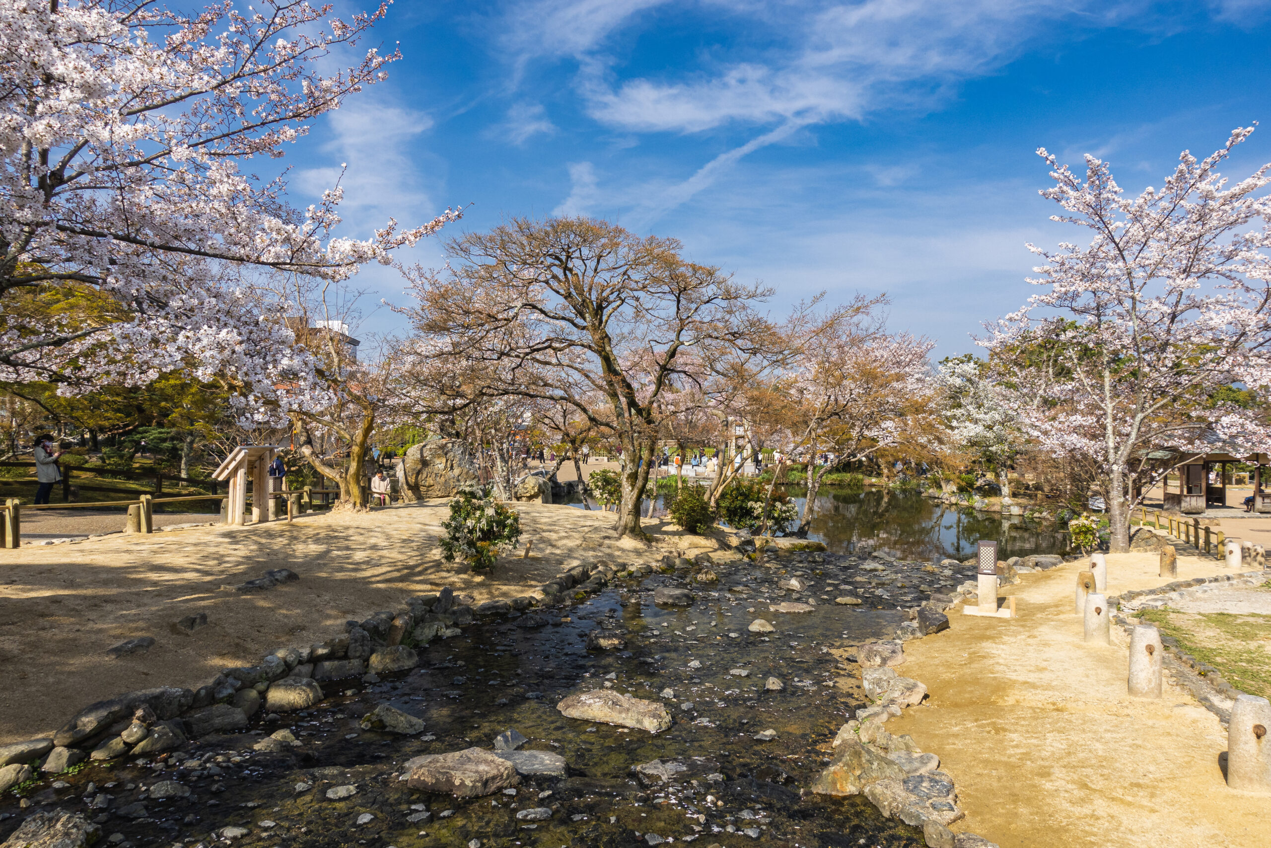 DSC04651-scaled 京都府 円山公園(祇園しだれ桜が美しい春におすすめの写真スポット！写真の紹介、アクセス情報など)