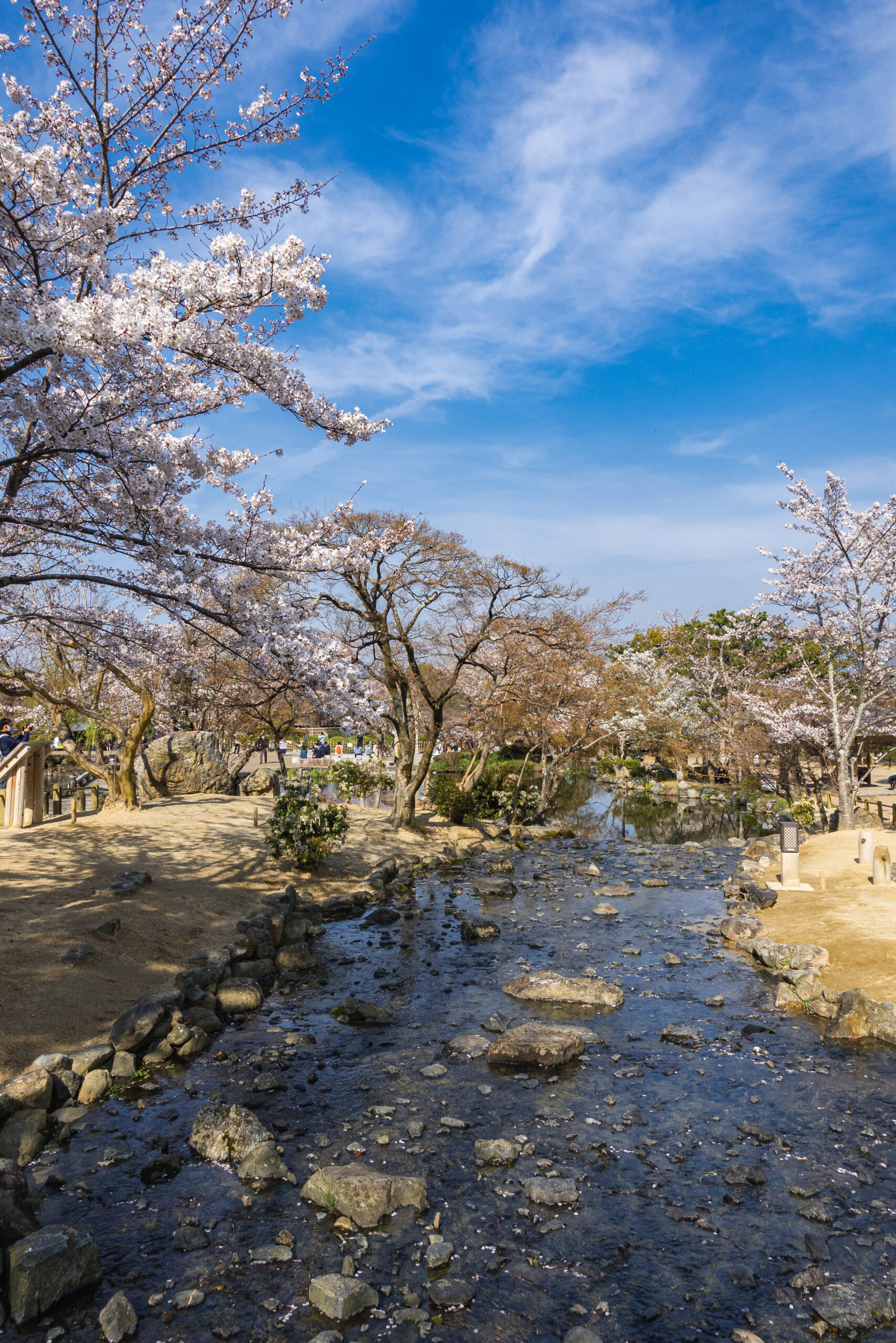 DSC04655-scaled 京都府 円山公園(祇園しだれ桜が美しい春におすすめの写真スポット！写真の紹介、アクセス情報など)