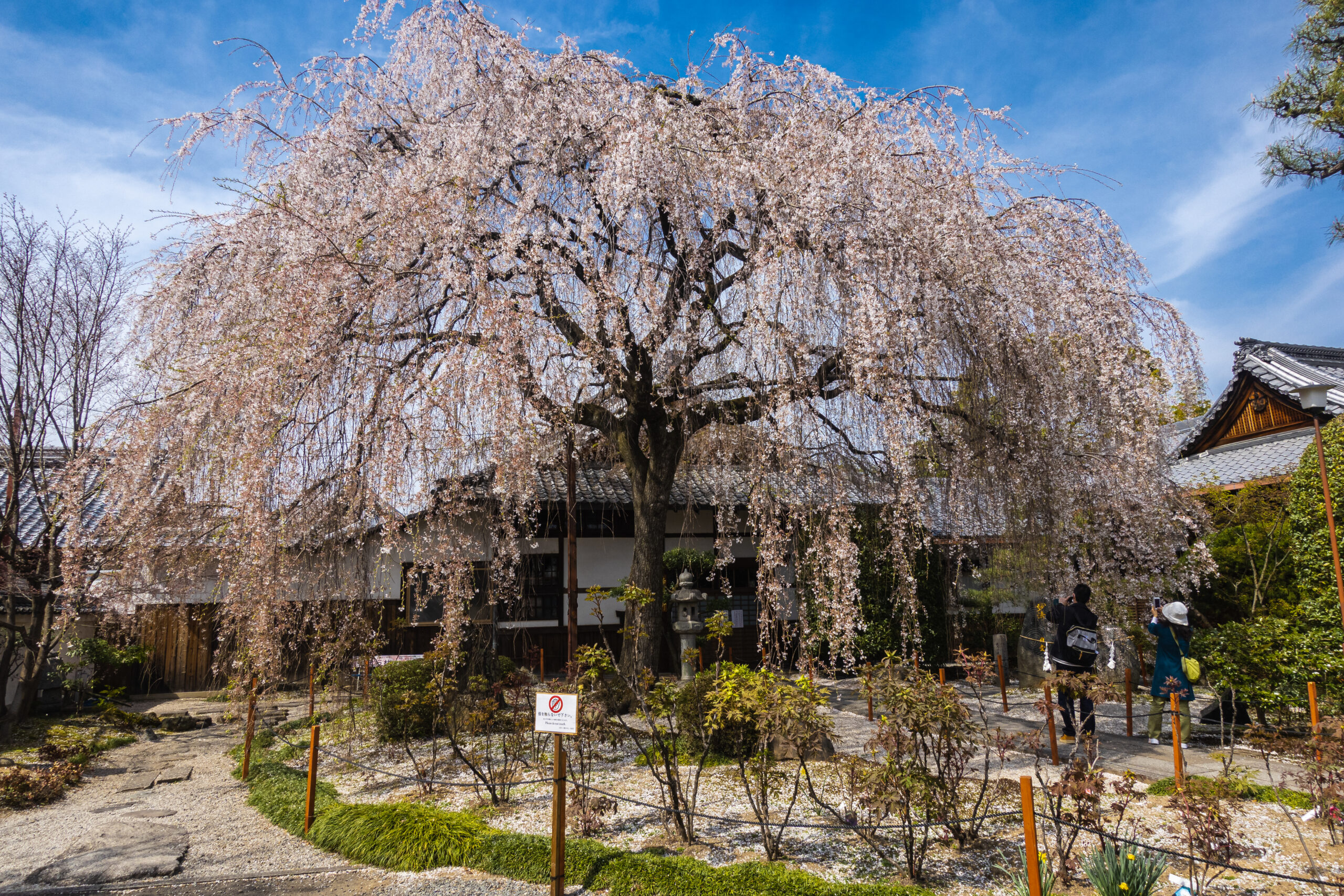 DSC04989-scaled 京都府 本満寺(京都随一のしだれ桜が美しい春におすすめのスポット！写真の紹介、アクセス情報など)