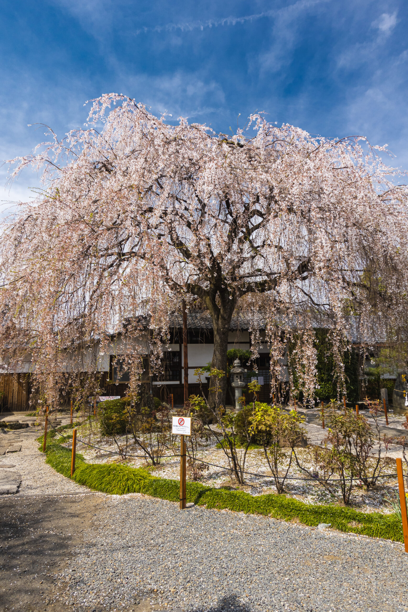 DSC04993-scaled 京都府 本満寺(京都随一のしだれ桜が美しい春におすすめの写真スポット！写真の紹介、アクセス情報など)