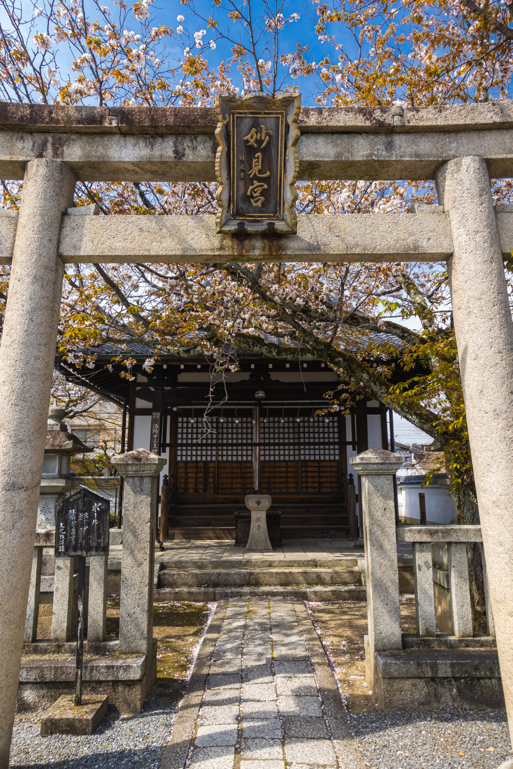 DSC05001-scaled 京都府 本満寺(京都随一のしだれ桜が美しい春におすすめの写真スポット！写真の紹介、アクセス情報など)