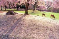 91ba0a4ef7d9b0c5ea23c86315152be45add938a71e092e2ce79b0117051d112 奈良県  奈良公園(鹿と桜の美しい景色が見れる春におすすめの桜スポット! 写真の紹介、アクセス情報など)　