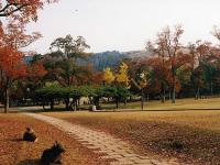 e13feec9ce03dcf77992724f16580c5a44fb67f118b23b98a2b46588d4248d6e 奈良県  奈良公園(鹿と紅葉や朝霧の幻想的な景色が見れる秋におすすめのスポット! 撮影した写真の紹介、アクセス情報や駐車場情報など)　